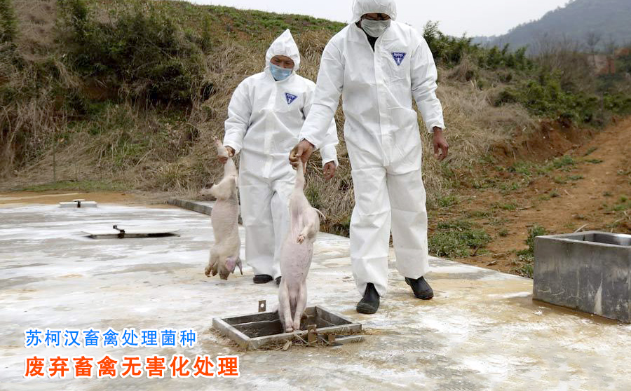 畜禽處理菌種.jpg 畜禽無害化處理